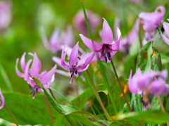 カタクリの花 - 其の３