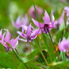 カタクリの花 - 其の３