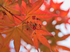 モミジの花 - １