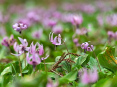 カタクリの花 - 其の９