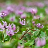 カタクリの花 - 其の９