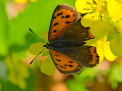 昭和記念公園で見かけた昆虫 − ３