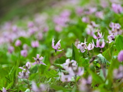 カタクリの花 - 其の８