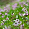 カタクリの花 - 其の８