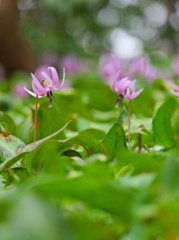 カタクリの花 - 其の４