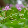 カタクリの花 - 其の４