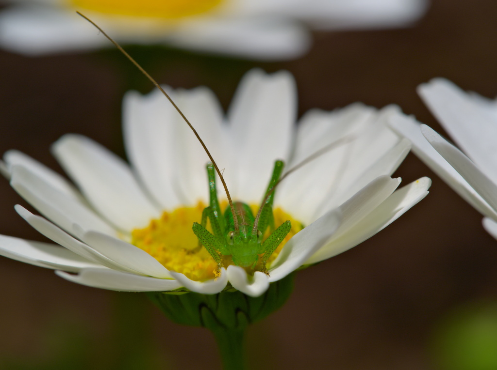 昭和記念公園で見かけた昆虫 − ２