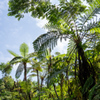 JUNGLE
