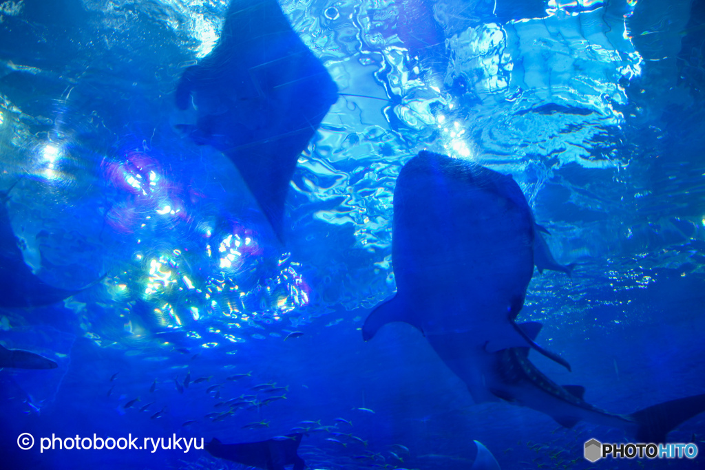 沖縄美ら海水族館ーダブル主演