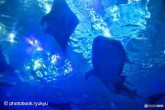 沖縄美ら海水族館ーダブル主演