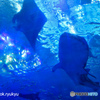 沖縄美ら海水族館ーダブル主演