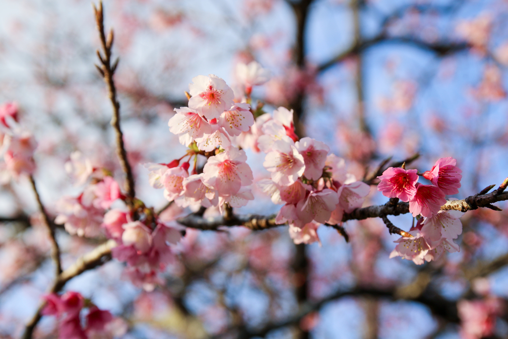 いちばん桜！