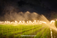 電照菊の給水