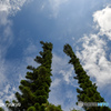 Twin Tree