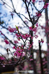 宜野座の桜（２月）