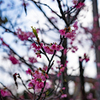 宜野座の桜（２月）