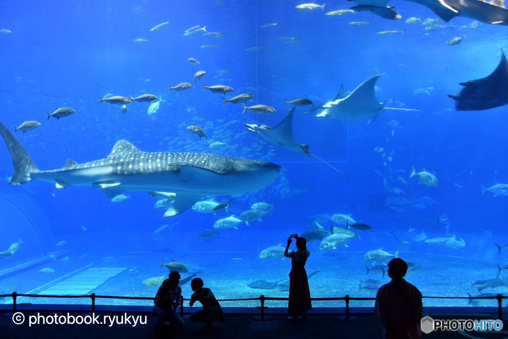 主役の登場！（美ら海水族館　ジンベイザメ）