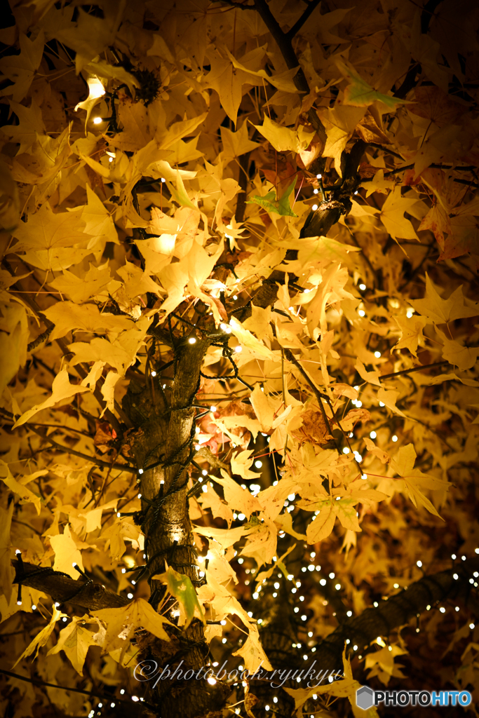 紅葉
