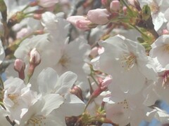 桜咲いた