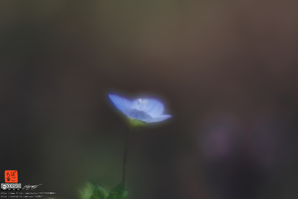 pogomonophotosono00004