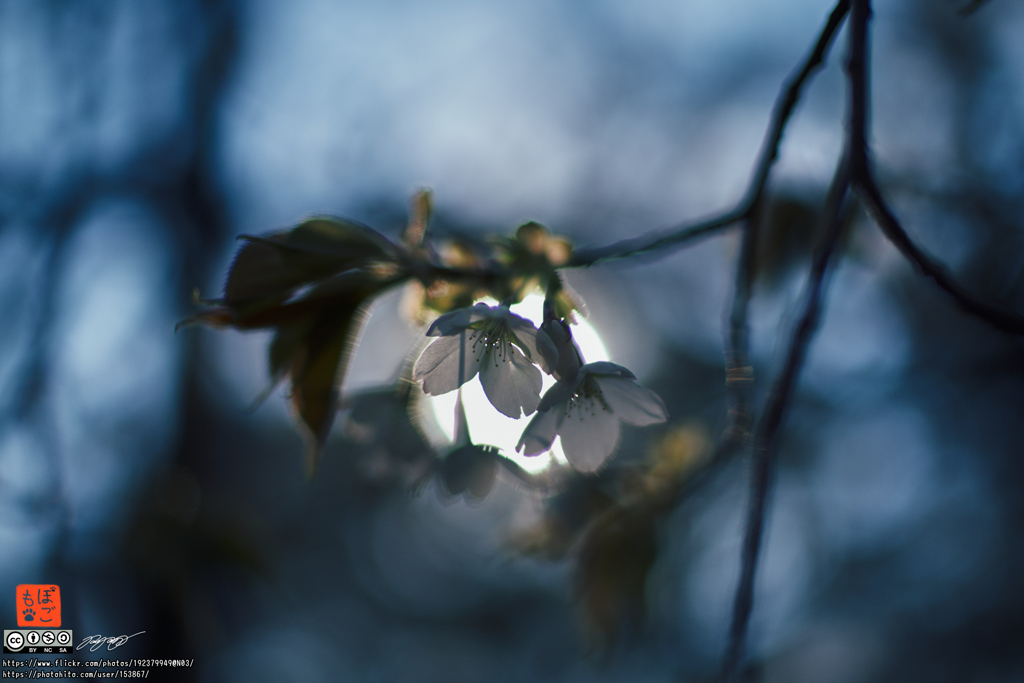 pogomonophotosono00022