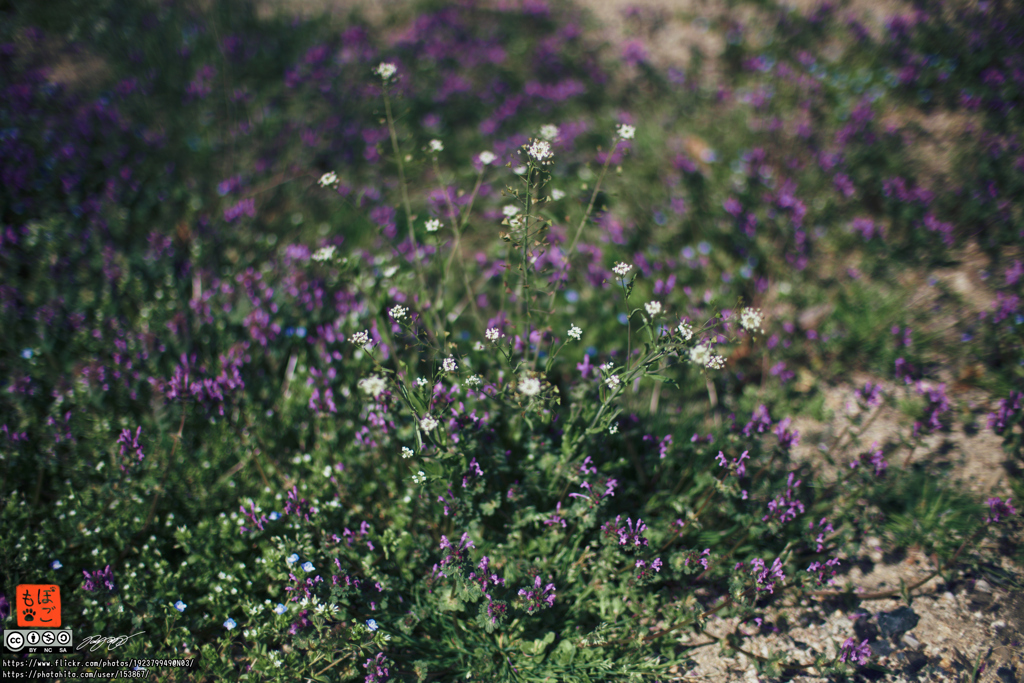 pogomonophotosono00009
