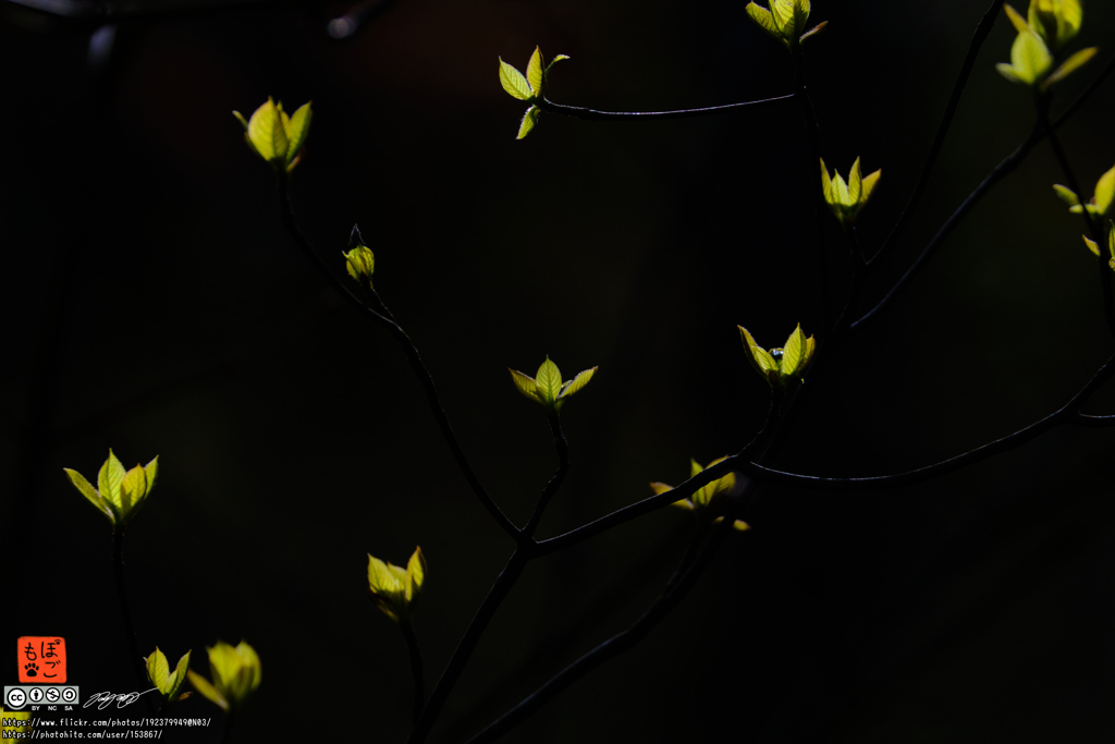 pogomonophotosono00011