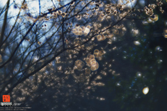 pogomonophotosono00005