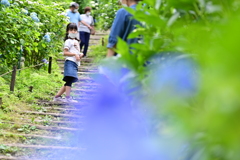 鷲子山神社のあじさい