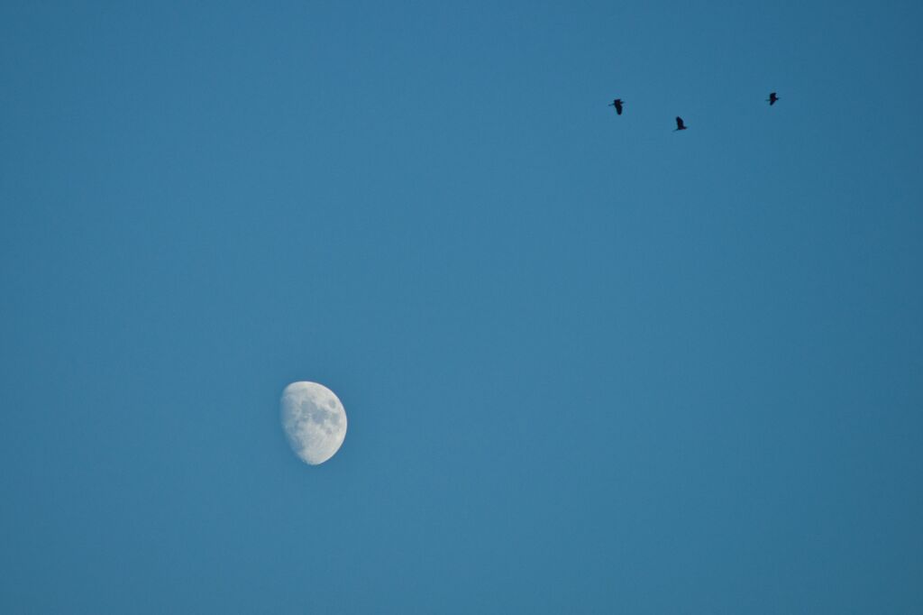 Fly me to the moon