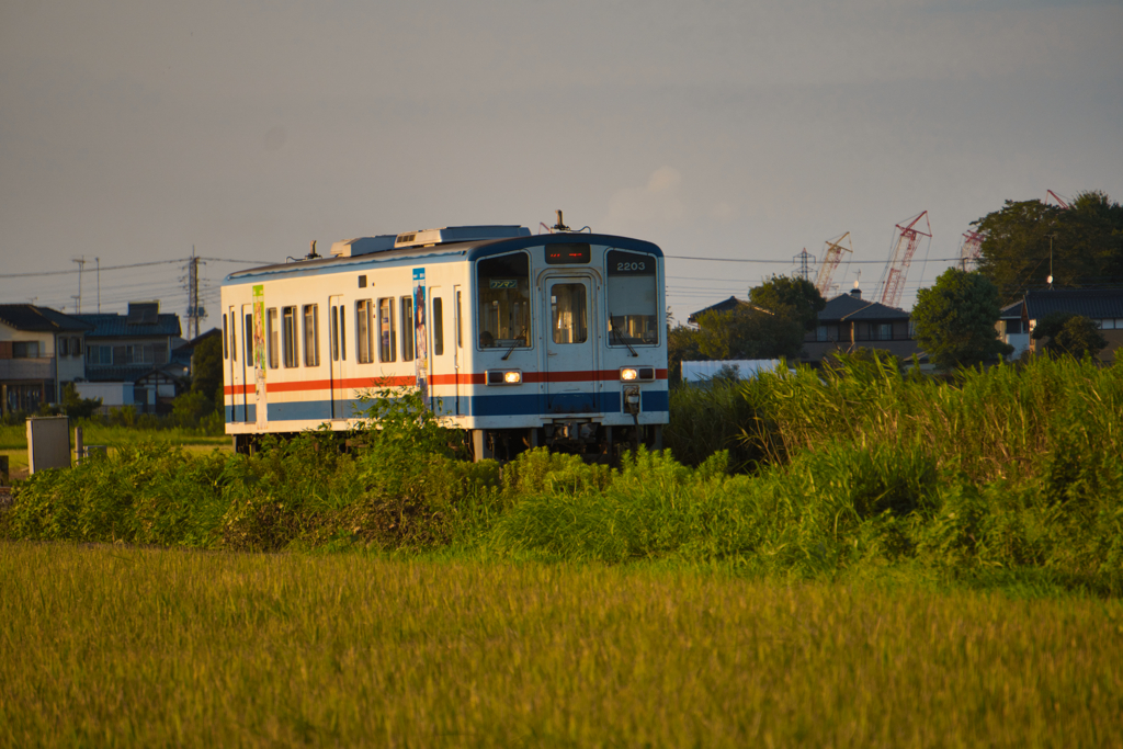 稲穂と夕陽の常総線