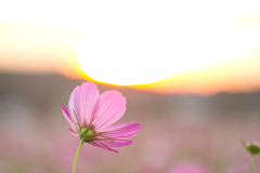 秋桜と夕陽