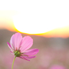 秋桜と夕陽