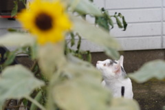 お花と猫「視線の先」編