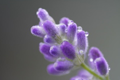 雨の水晶玉