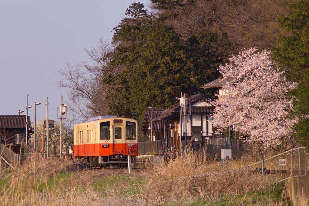 大宝駅の桜と復刻色