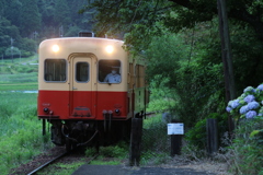 紫陽花が「お帰り」と言ってる