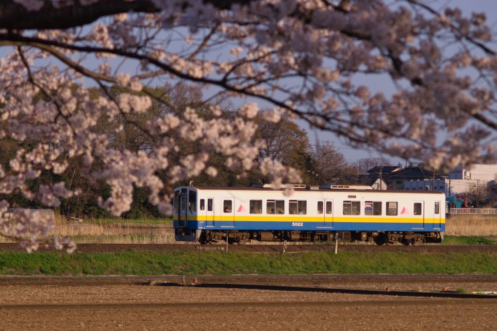 桜越しの常総線