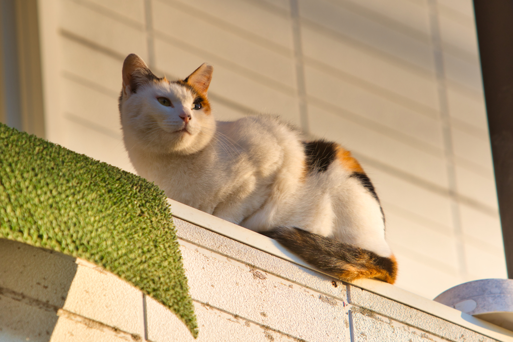 大晦日の夕陽を眺める猫