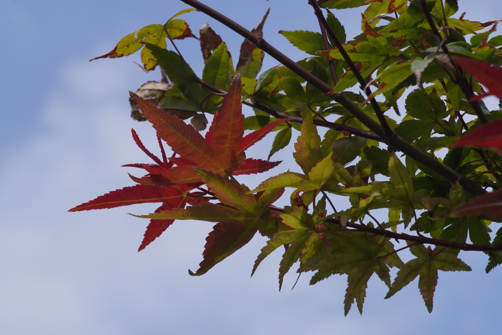 秋、始めました。