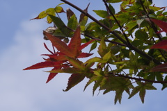 秋、始めました。