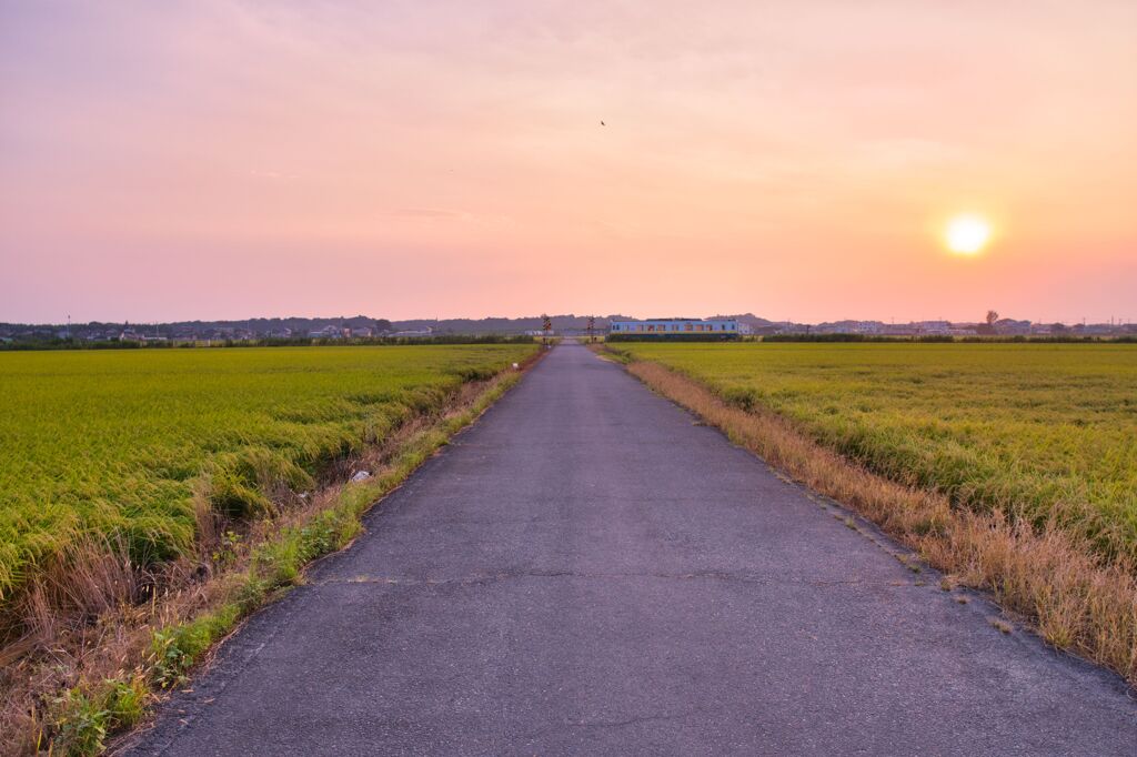 常総線と実りの夕陽