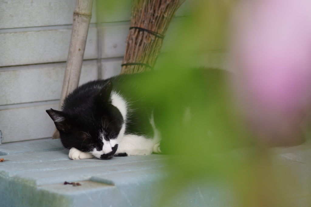 お花と猫「お昼寝」編