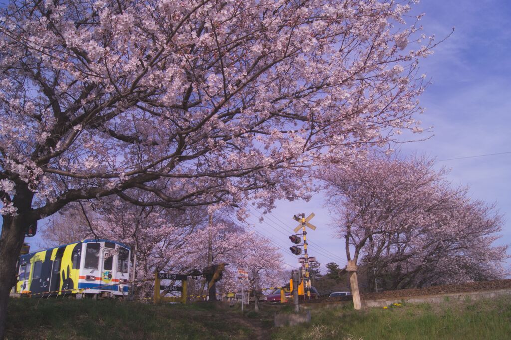 桜堤