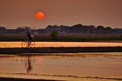水田を走る自転車