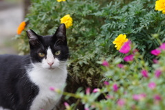 お花と猫「カメラ目線」編