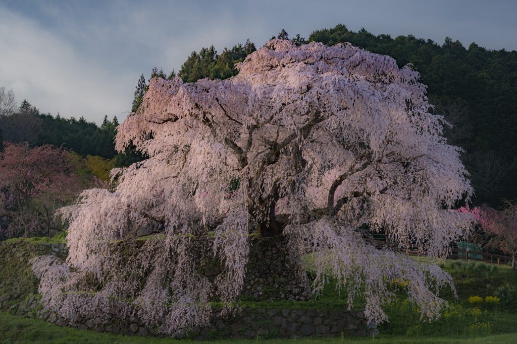 又兵衛桜