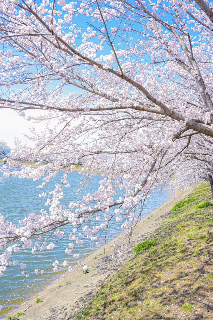 唐古鍵遺跡の桜