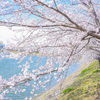 唐古鍵遺跡の桜