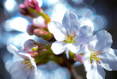 桜と玉ボケ